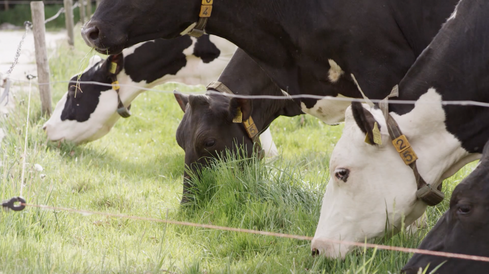 Zuivelhoeve Graskaas | Video