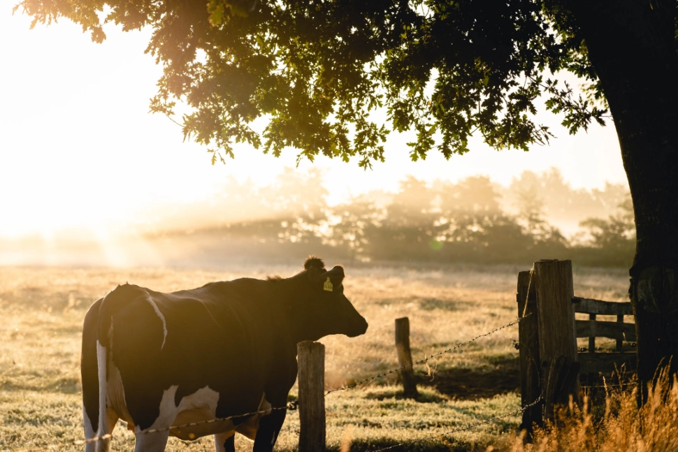 The difference between Farmhouse Cheese and Farm Cheese